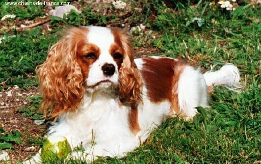 Ulicia des Epinouses