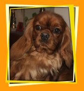 Ursula Des cavaliers de saint calez