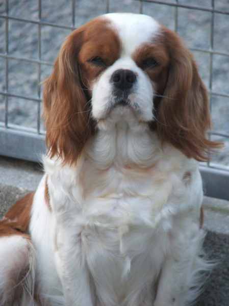 Toffee De mannerly