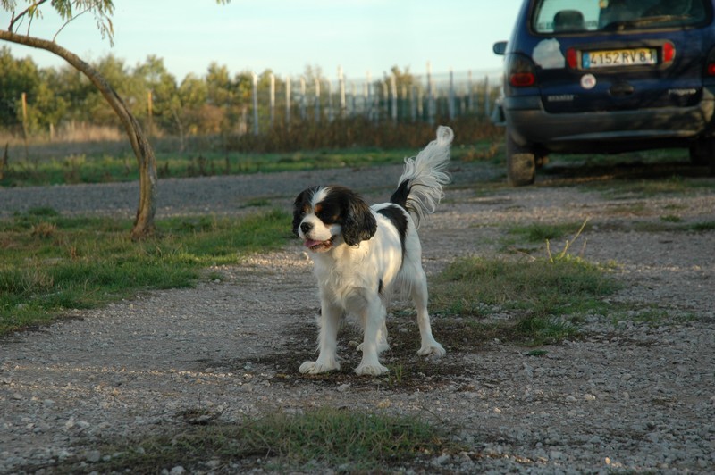 Tulipe des Epinouses