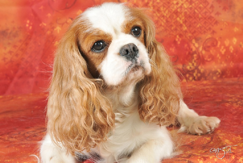 Etoile des Epinouses