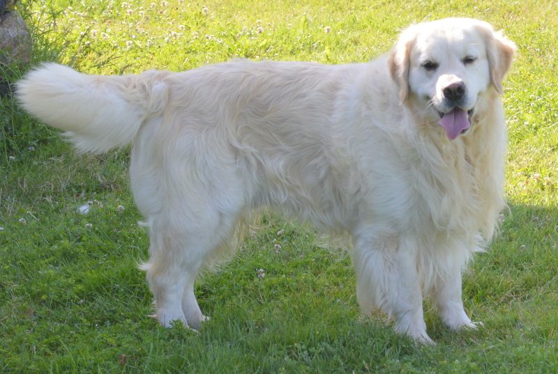 Fonzi de la Vallée de la Garde
