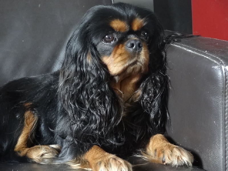 Folie douce des Epinouses