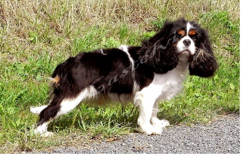 Hortense des Epinouses